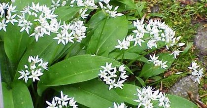 Леврудата - полезна, вкусна, лесна за приготвяне (пази черния дроб и топи килограмите)