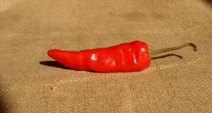 Лютата чушка - един уникален продукт, даряващ дълголетие