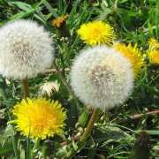 Глухарчето - богатство за черния дроб