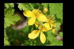 Змийско мляко за облекчаване на болни жлъчка и черен дроб