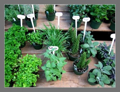 Билки против алкохолизъм – природата знае как!