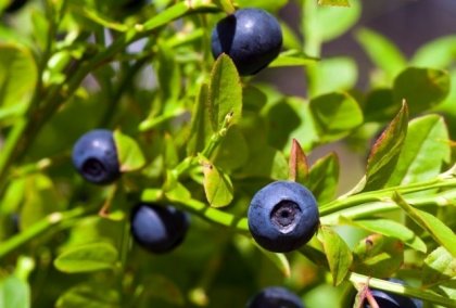 Има едно вкусно спасение от постнаталната депресия