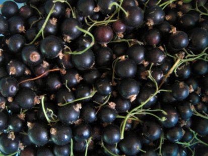 Черен касис за увредения от алкохола черен дроб