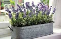 Кои стайни растения са и лечители?