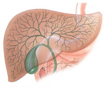 Кои вредни навици провокират появата на холелитиаза?