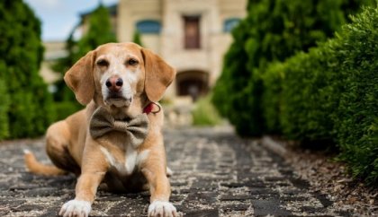 Взех си куче, ползвах Стресовитал и всичко забравих