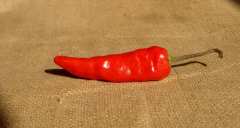 Лютата чушка - един уникален продукт, даряващ дълголетие