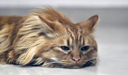 Безразличие или липса на интерес - когато всичко е все едно