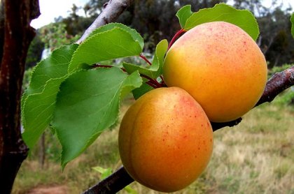 Диета с кайсии подпомага работата на черния дроб