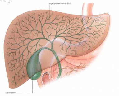 2 болести на жлъчния мехур, които не бива да пренебрегваме