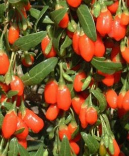 Големите ползи на малкото Годжи бери и за черния дроб