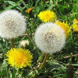 Глухарчето - богатство за черния дроб