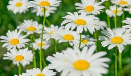 Лайка-билка за всяка болка