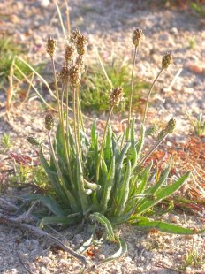 Изабгол и неговото действие върху черния дроб и жлъчката