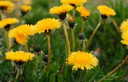 Репей и глухарче - два корена, които даряват здраве на черния дроб