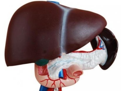 Бактериални инфекции могат да причинят рак на панкреаса