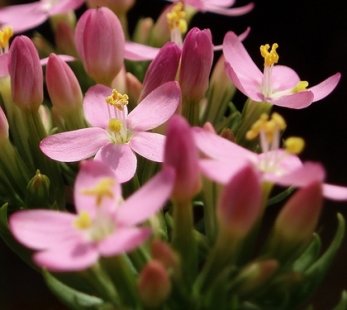 Билка помага при редица оплаквания, свързани с черния дроб