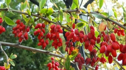 Киселият трън помага на черния дроб и жлъчката