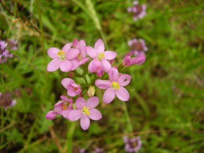 Растението, което гони махмурлука и лекува черния дроб