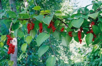 Шизандра – какви са ползите за здравето?