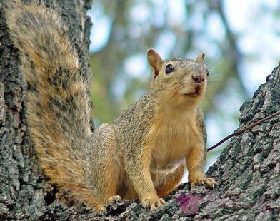 Катериците ще ни пазят от инсулт?