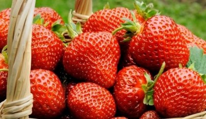 Сега е време за ягодова диета