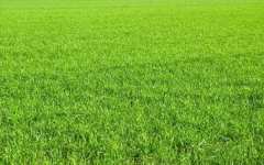 За прочистване на дебелото черво комбинирайте капките Хепавитал с лека диета