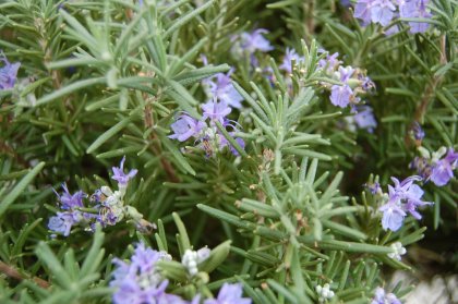 Широкоспектърното действие на розмарина и върху чернодробните функции