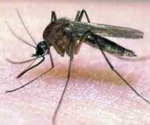 Жълта треска - клинична картина и лечение