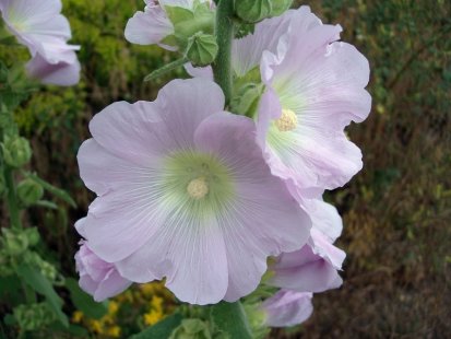 Лечебна ружа - частица от едно природно лечение на черния дроб