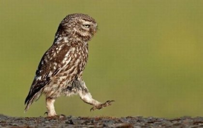 Откритие: "чучулигите" се хранят правилно,за разлика от "совите"