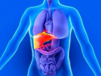 Защо и как да пазим черния си дроб?