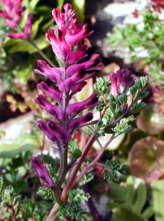 Росопас - успокоява болките при камъни в жлъчката