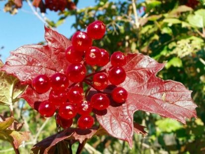 Вярвайте на билките! Те ще спасят черния ви дроб