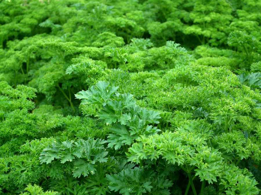 parsley.jpg
