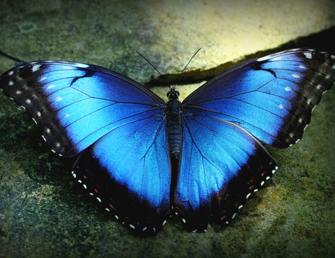 otkazvaneto na alkohola