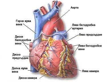 Алкохолът повишава или понижава кръвното налягане?