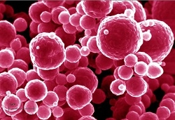 Защо плазмаферезата е полезна за диабетиците?