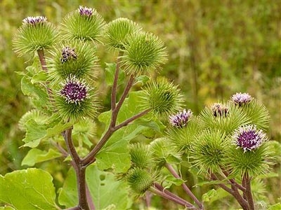 Помага ли репеят при диабет?