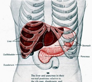 liver