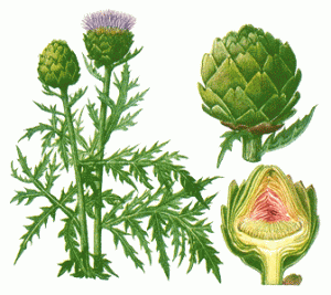 artichoke-info0