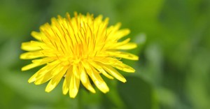 Аз имам чернодробна недостатъчност, и се прочиствам с капките Хепавитал