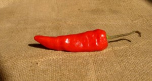 лютата чушка