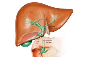 здраве на черния дроб