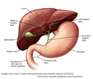Здравето на жлъчката е свързано с работата на черния дроб