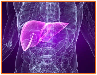 Алкохолът уврежда фатално черния дроб