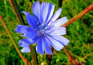 Билките в помощ на болните жлъчка и черен дроб