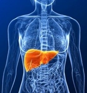 Функции на черния дроб