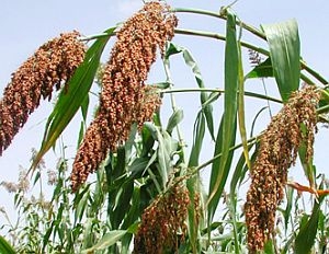 Нещо необичайно за здравето на черния дроб