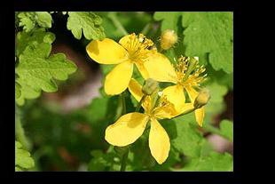 Змийско мляко за облекчаване на болни жлъчка и черен дроб